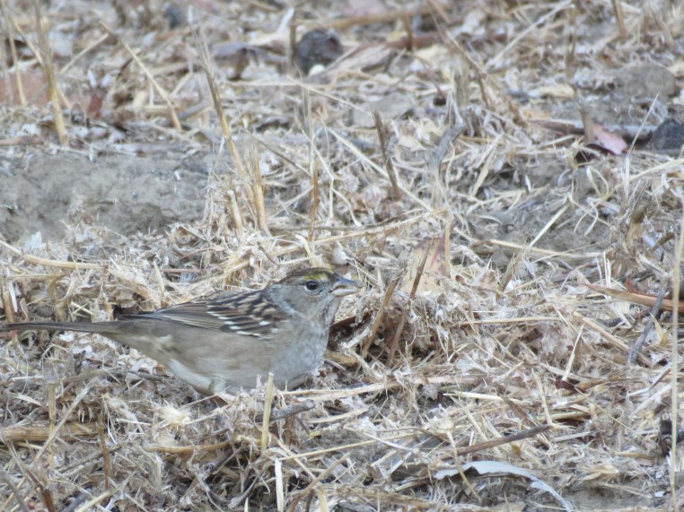 Zonotrichia atricapilla