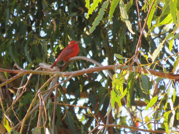 Piranga rubra