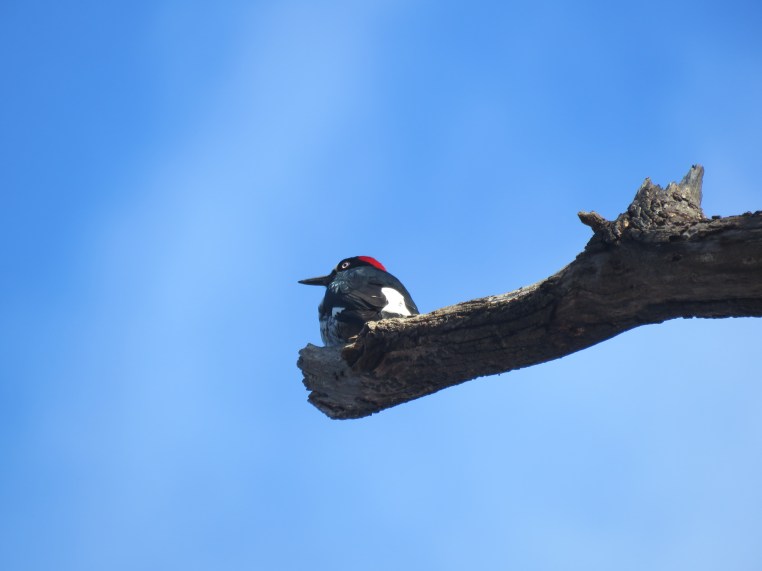 Melanerpes formicivorus
