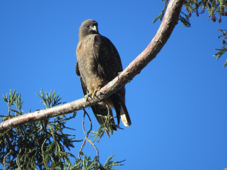 Buteo jamaicensis