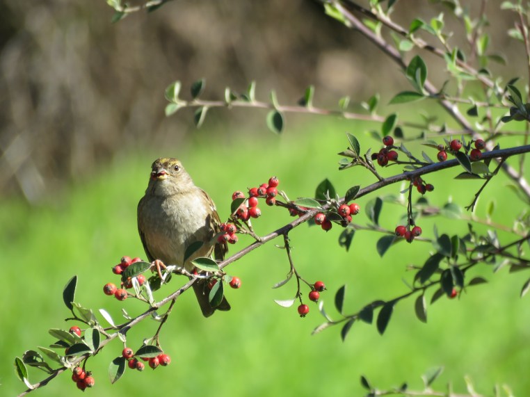 Zonotrichia atricapilla