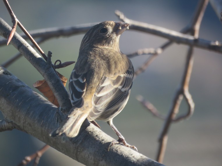 Haemorhous mexicanus