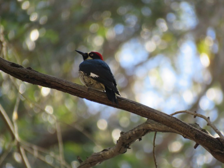 Melanerpes formicivorus