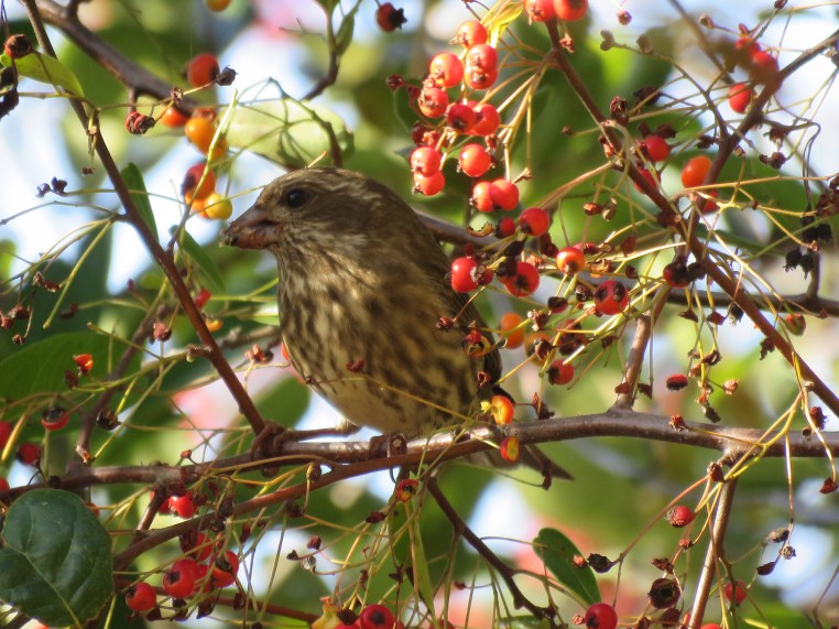 Haemorhous purpureus