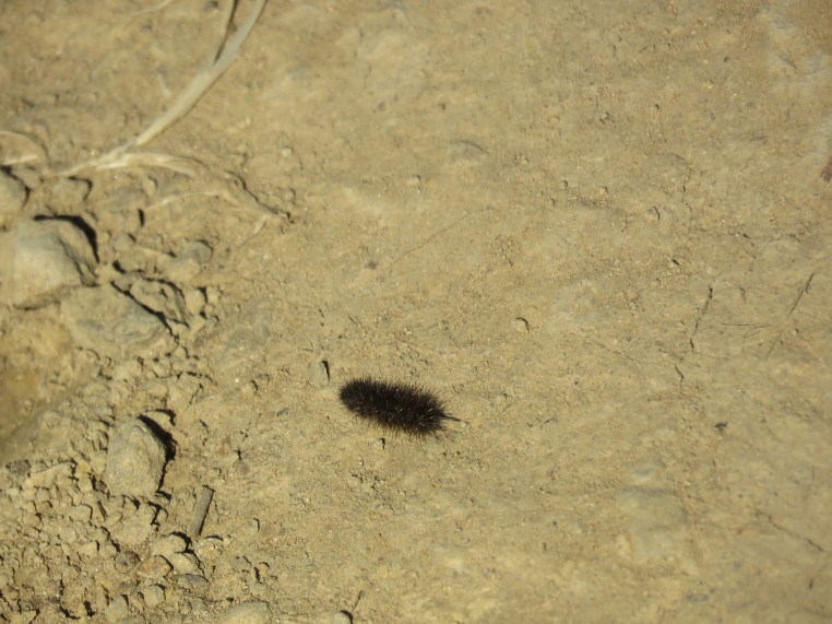 0.5" long; initial guess from iNaturalist: Isabella Tiger Moth (Woolly Bear)