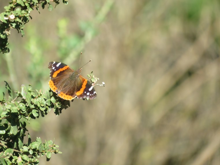Red admiral