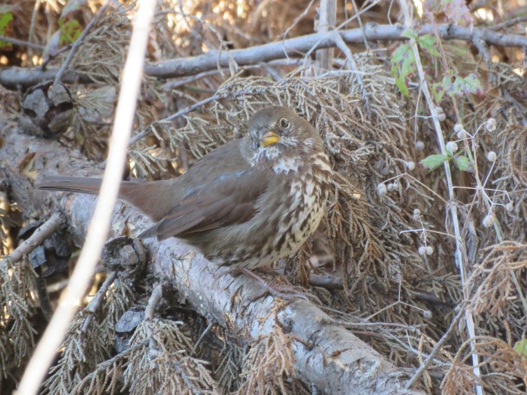 Passerella iliaca [unalaschcensis Group]