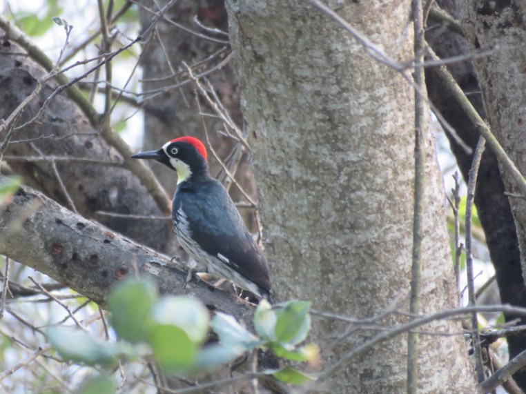 Melanerpes formicivorus