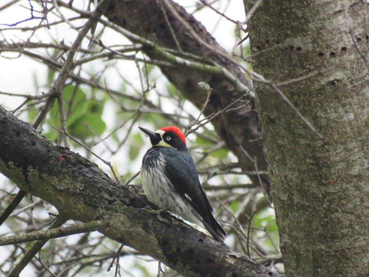 Melanerpes formicivorus