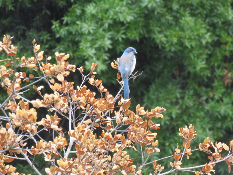Aphelocoma californica