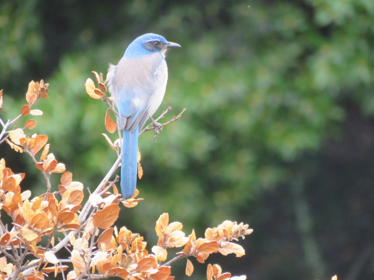 Aphelocoma californica