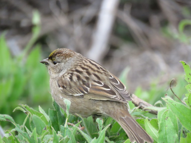 Zonotrichia atricapilla